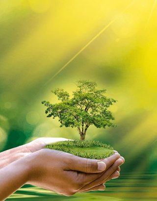 Plan 1000 arbres pour Cusset