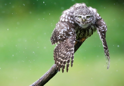 Festival Picture for Nature