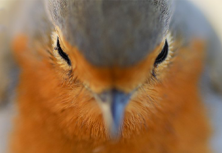 Festival Picture for Nature