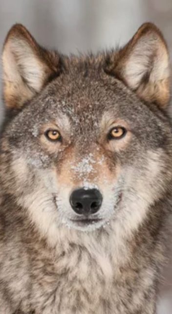 Conférence sur le loup – Association l’Observatoire du loup