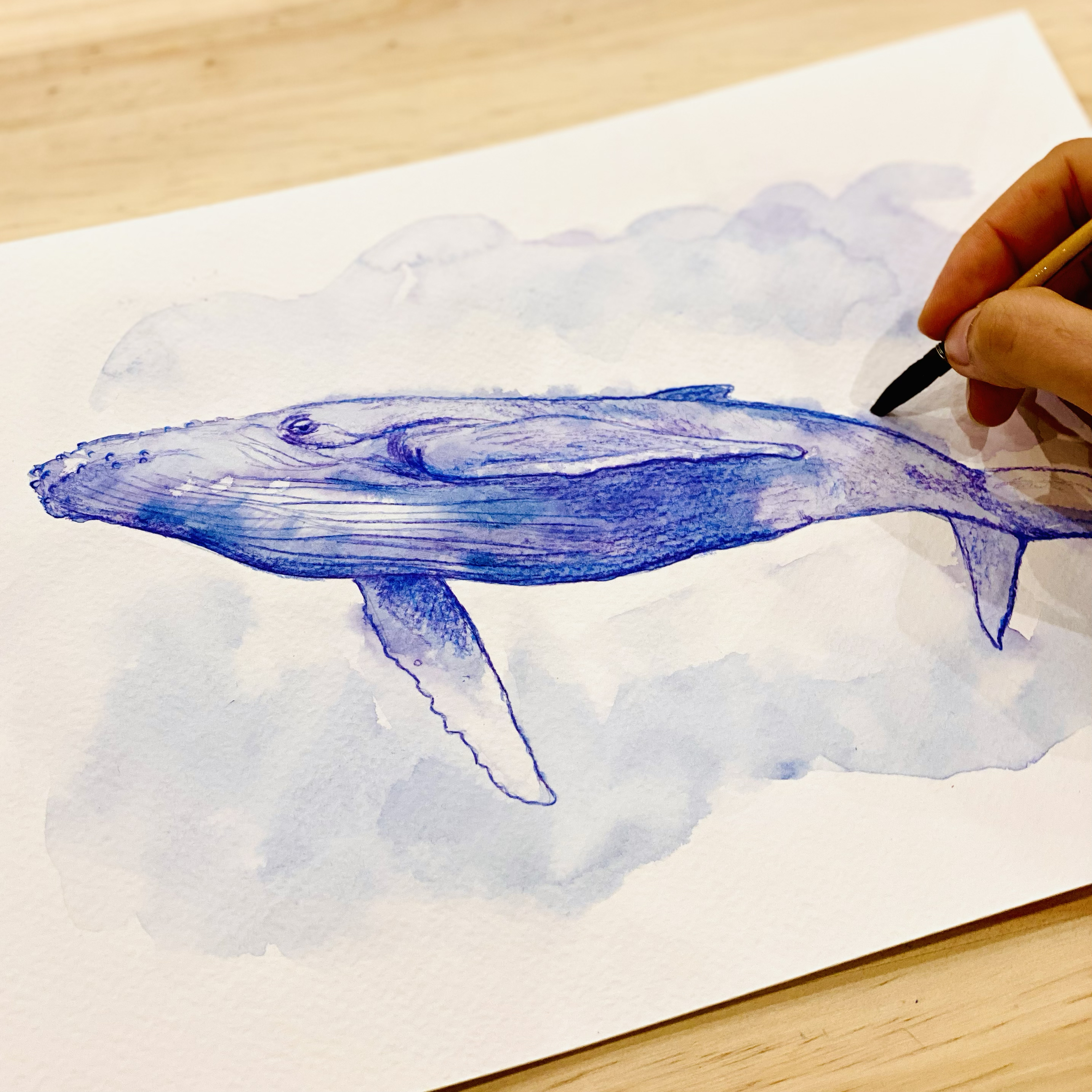 AquarelleCetace