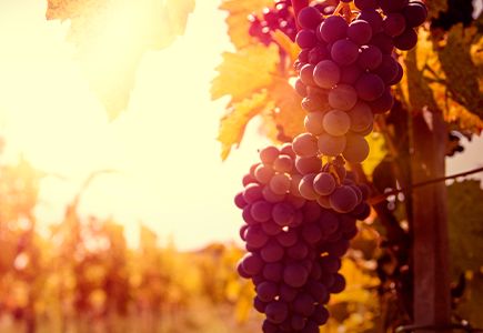 Viticulture