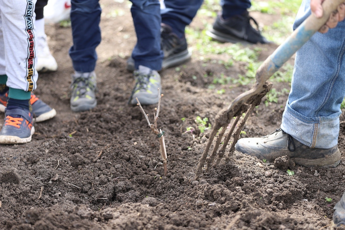 Plantation des cultivars-2023