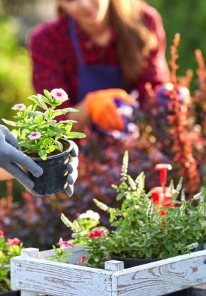 Réunion mensuelle • Association horticole de Cusset
