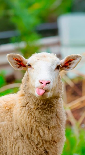 Fête de la Ruralité #9