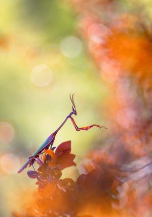 Festival de Photographie Nature - Picture for Nature