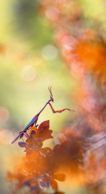 Festival Picture for Nature 2026