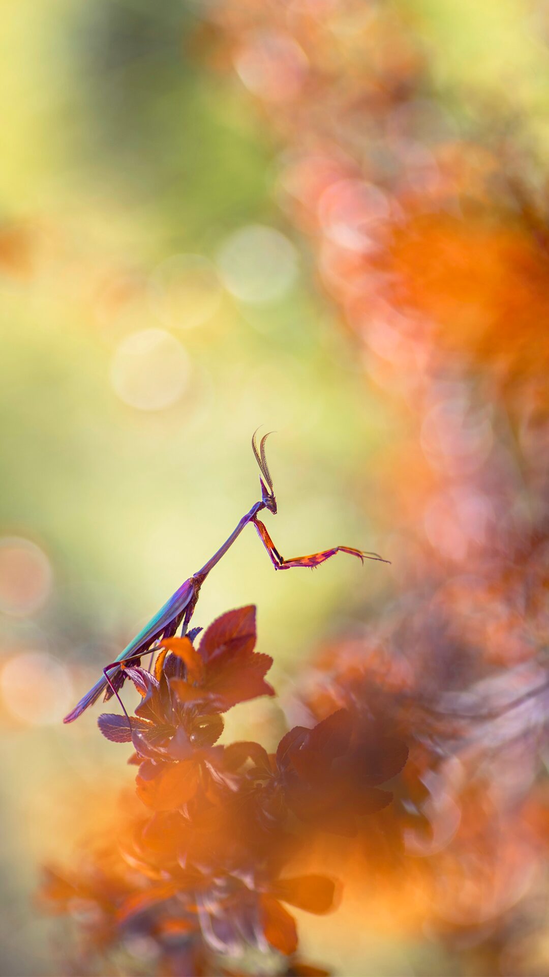 Picture for nature