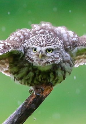 Festival Picture for Nature