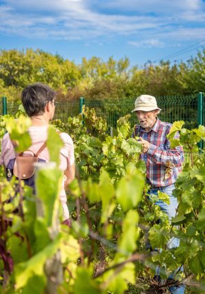 JEP 2026 - Aux jardins de la Contrée de Gauvin : immersion au cœur du conservatoire de ceps hybrides