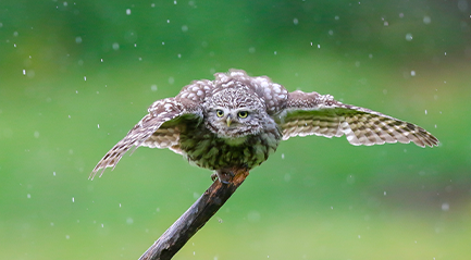 Festival Picture for Nature